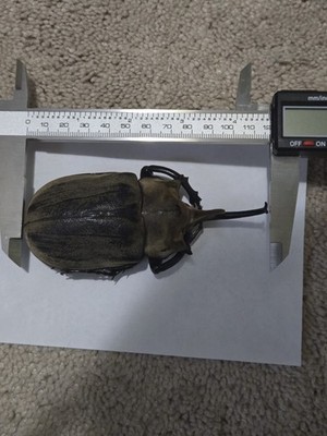 Megasoma Elephas 117 mm , Giant Size! Beetle Specimen, Read Description!