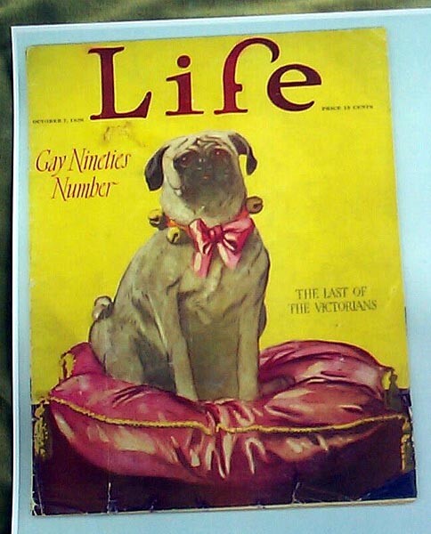 PUG DOG SITTING ON A CUSHION 1926 LIFE MAGAZINE COVER REPRINT 