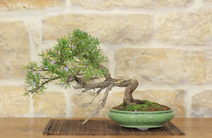 Bonsai Di Rosmarino 35 Ebay