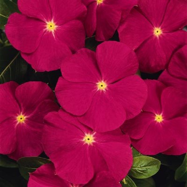 30+ Vinca Strawberry Periwinkle Flower Seeds / Deer Resistant Annual
