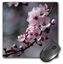 3dRose Pretty Cherry Blossom Branch Flowers 8x8 Inch Mouse Pad