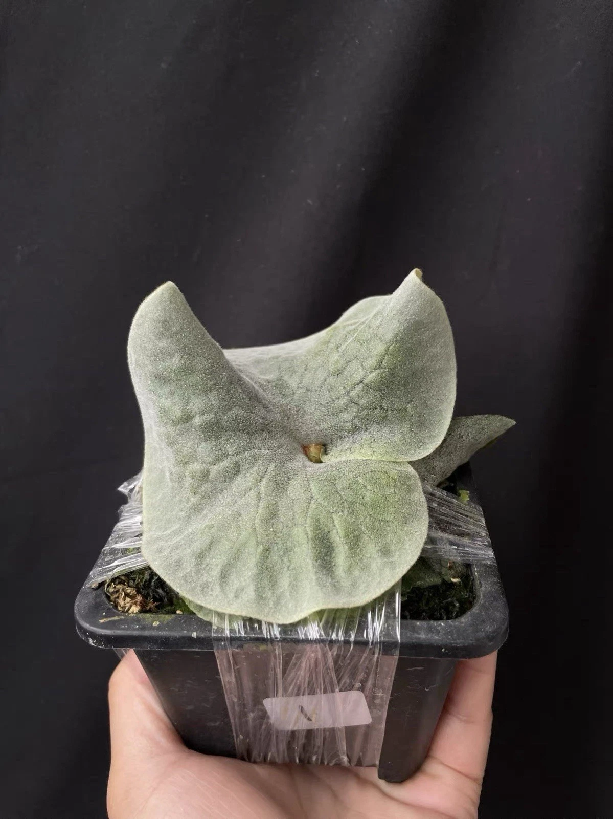 Australia Platycerium superbum Dwarf Rare Staghorn Fern Mounted Specimen Live
Opens in a new window