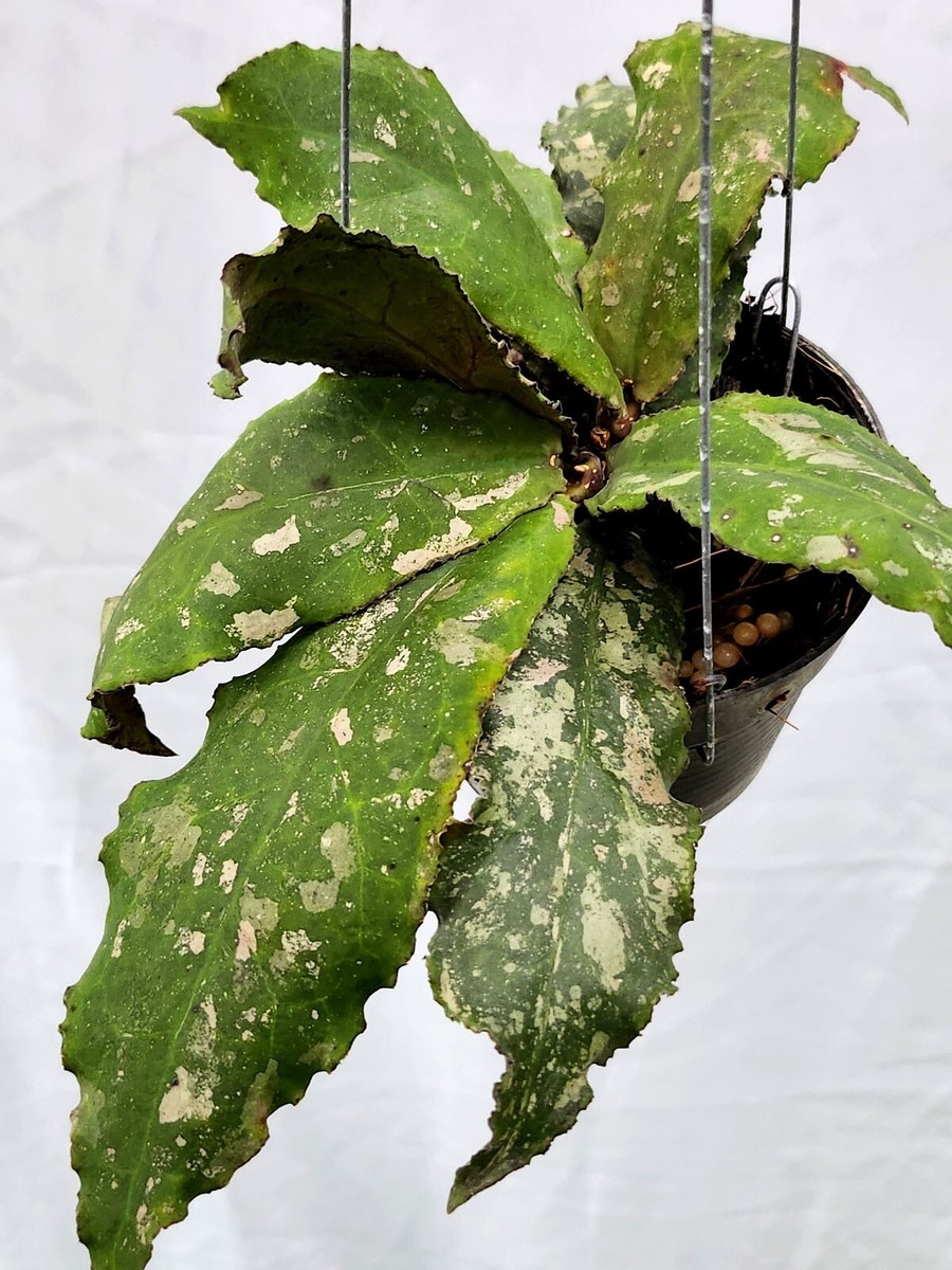 Hoya undulata splash [RJ0101] 1 pot , 1 plant , 4-5 inches