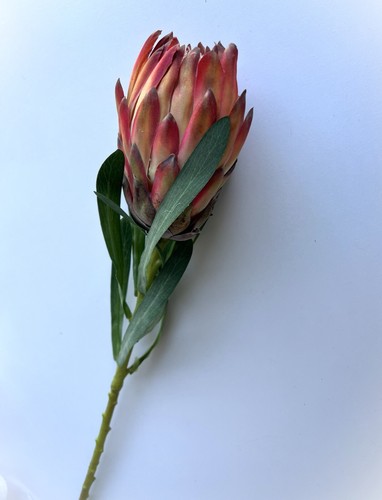 Protea Stems Australian Native Flower Stem Queen Proteas Orange Pink Faux Silk - Picture 7 of 8