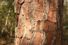 Digital image picture wallpaper tree bark in sunlight photo by Paige