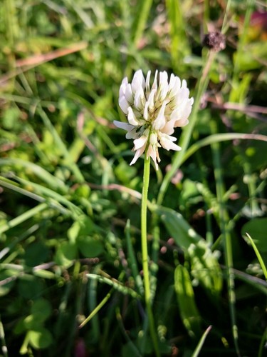 Weißklee Samen 250.000 Stück - Trifolium Repens Mehrjährig & Winterhart
