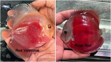Pack of 2 Live Discus Fish 3.75  To 4  - Live Fish Aquarium 1 Day Shipping
