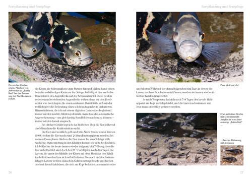 Thumbnail - Pfauenaugen-buntbarsche Thomas Weidner