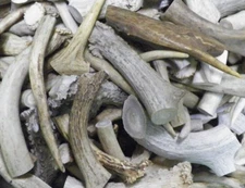 1 lb Shed Deer Antler Dog Chew Treats, Crafts Bulk Price! Free Shipping!