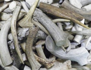 1 lb Shed Deer Antler Dog Chew Treats, Crafts Bulk Price! Free Shipping!