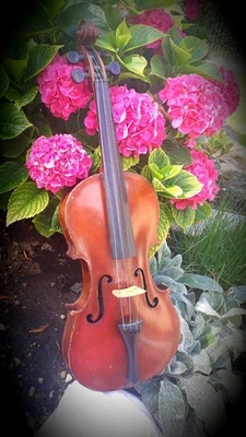 Antik 4/4 Geige "The Maidstone" Violine, Marke: John G.Murdoch & Co. London 1920 - Bild 1 von 4