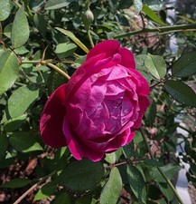 Louis Philippe Rose Red live  Plant 12-20 inch