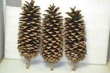 Large Pine Cones Northwest high cascades naturall pine cones 12-14" Lot of 3