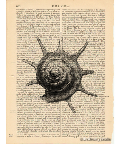 Caracol de caracol de mar #3 Impresión artística en página de libro vintage Océano Hogar Oficina Decoración Regalos - Imagen 2 de 3