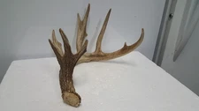 WILD 8pt 74-5/8" WHITETAIL DEER ANTLER SHED antlers mule mount elk moose