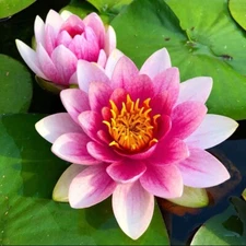 Nymphaea Attraction Red Hardy Water Lily Tuber Live Aquatic Pond Plant Bulb