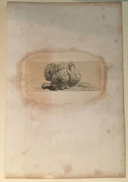 Tacchino - acquaforte originale - Etienne Fessard Paris 1774 firmata in lastra