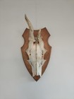 Small Abnormal Roe Deer/Buck Taxidermy Skull and Antlers