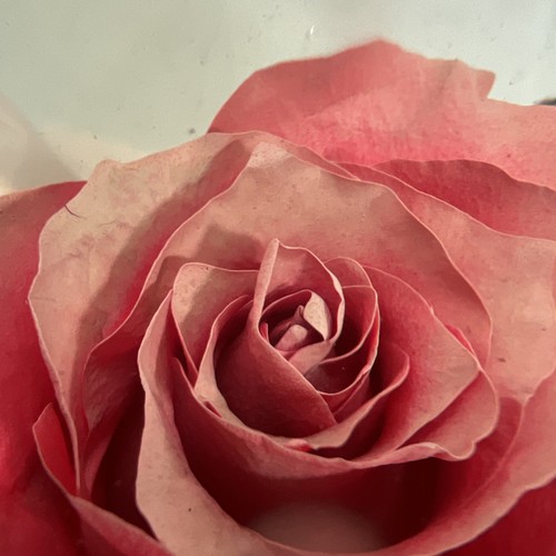 Forever ROSE/PINK In Glass Ball Water Dome Globe Large Real Rose 6x6 in. - Picture 4 of 9