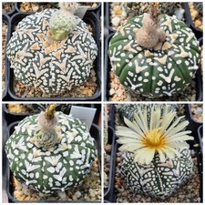 Astrophytum asterias 'Super Kabuto' V- tipe f.nudum   50seeds 2026 year