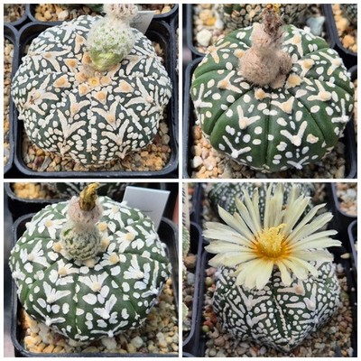 Astrophytum asterias 'Super Kabuto' V- tipe f.nudum   50seeds 2025 year