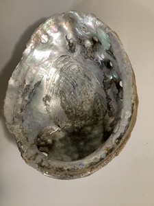 Nice Abalone Seashell, Lots of Color,8 inches long 6 1/4 inches wide