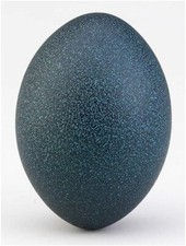 Emu Eggshell Premium Blown Out  Cleaned Beautiful Green for Crafts  Carving