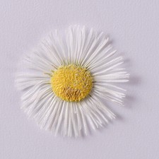 48PCS real Pressed dry daisy Fleabane Flower 14 colors dyed flower for art FCD04