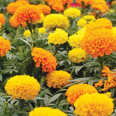#ad Marigold Seeds 100 African Cracker Jack Mix Flower USA SELLER FREE SHIPPING $1.89