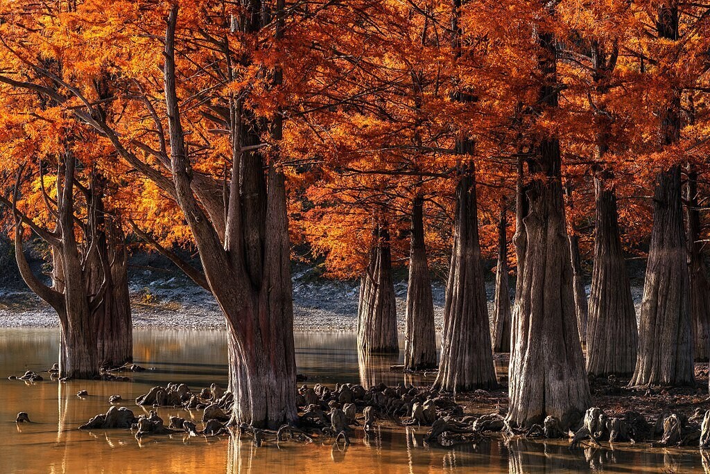 Graines de Cyprès de Louisiane pour créer un ombrage au bord d'un étang