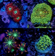 Beginner Soft Coral Starter Pack – 4 Live Frags – Ricordea, Zoas, GSP, Clove