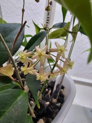 heavenly HOYA Hoya exilis