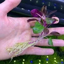 BUY 2 GET 1 FREE | Dwarf Cardinal Easy Live Aquarium Plant (Lobelia Cardinalis) - Imagem 4 de 4
