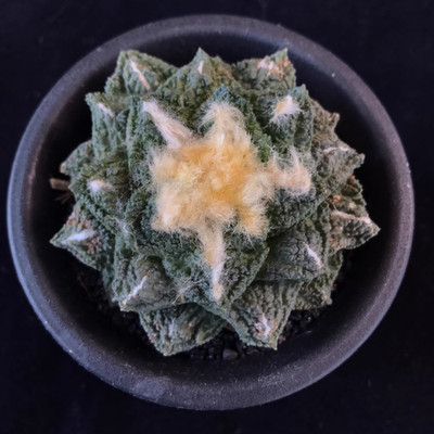 7.5cm  Ariocarpus Turtle shell seedlings have been rooted for many years WYSIWYG
