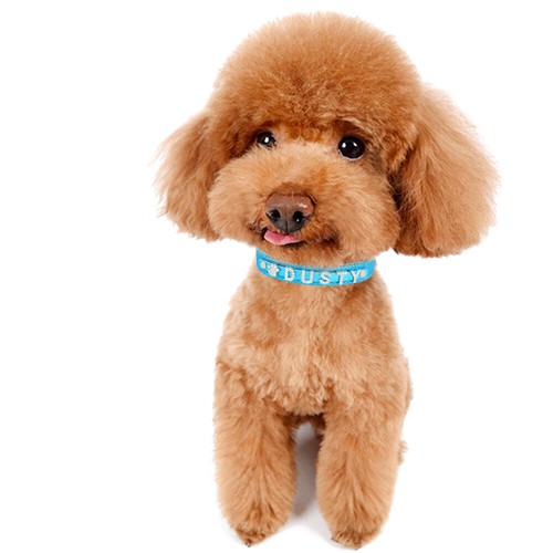 Leather Personalised Girl Dog Collar Diamante Name Charms Kitten Cat Puppy XS-L - Picture 12 of 21