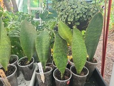 Sansevieria Masoniana Whale Fin Snake Plant 10-11" in 3,5" pot rooted