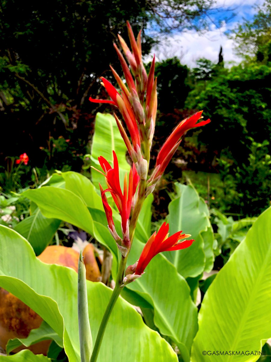 20 Seeds, Red Canna Lily (Arrowroot, Canna Indica). Fast Grower