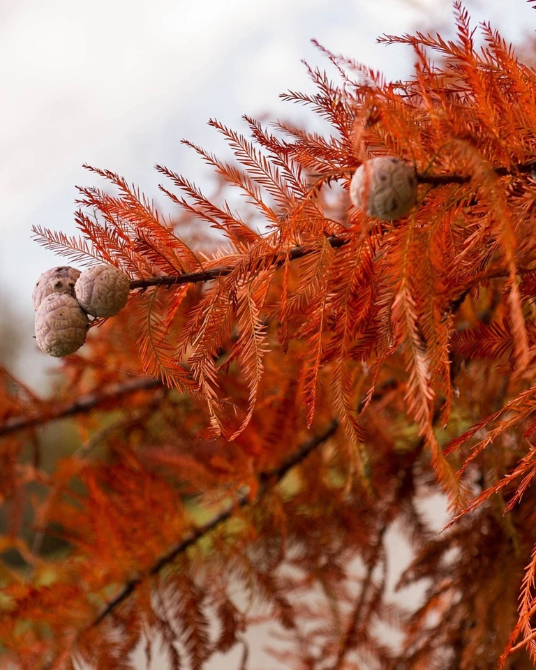3 cipreses calvos - Taxodium distichum - 12-24" de alto Foto 4 de 4