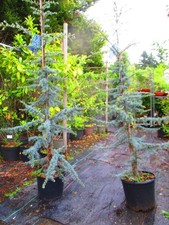 6.5ft  (inc. pot) Evergreen Hardy Blue Cedar Cedrus atlantica