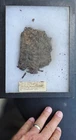Authentic Antique CIVIL WAR Chewing Tobacco Recovered MAYO WAREHOUSE Richmond VA