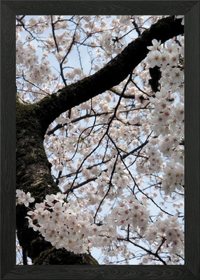 Sakura blühend gerahmtes Wandbild Poster Leinwanddruck Bild