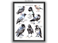 Corvid Species Watercolour Painting Print by Ilona Winter