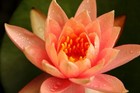bayaquatics