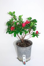 Satsuki Azalea like hybrid ' Mission Red' 1 Gallon Flowering Bonsai Tree