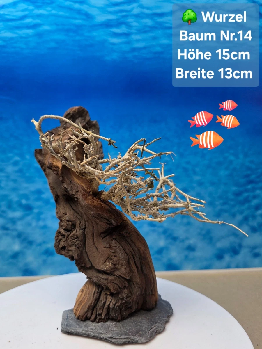 anzuchterde bonsai Bonsai Anzuchtset kaufen ➤ Handmade & Plastikfrei