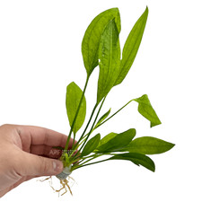 Echinodorus Amazonicus Aquarium Plants Factory