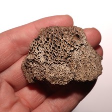 Tyrannosaurus Rex Vertebra Bone Dinosaur Fossil Hell Creek Formation Cretaceous