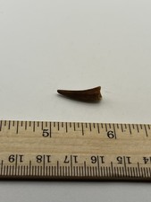 Pterosaur  Pterodactyl .75” T00TH Dinosaur F0SSIL not T Rex Cretaceous CS 13