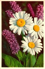 Snake weed Flower and Ox-Eyed Daisy Postcard Unused (34571)