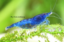 Blue Velvet Neocaridina Shrimp Live Freshwater Shrimp